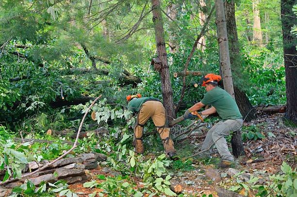 Best Tree Stump Removal  in Rocky Point, WA